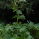 Illustration for article titled This Creepy Invasive Plant Is Wreaking Havoc In North America